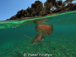 jellyfish by Pieter Firlefyn 